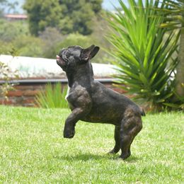 Willow - French Bulldog