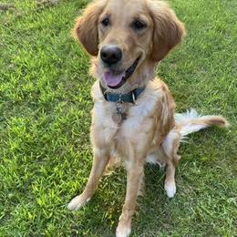 Golden Retriever Puppies from Aurora's Northern Goldens