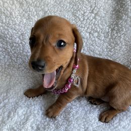 Dachshund Puppies from Bella’s Puppies