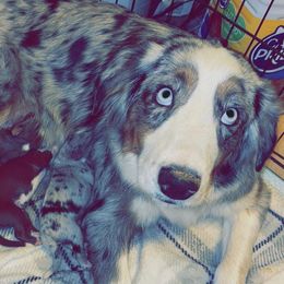 Jenn - Australian Shepherd