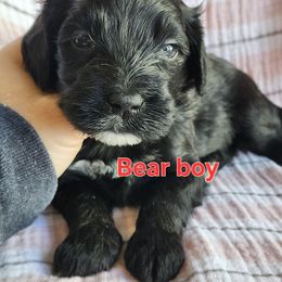 Bear - Black and white male Portuguese Water Dog puppy in Narvon, Pennsylvania from Prized Family Porties