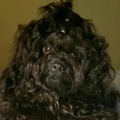 Radaka - Russian Tsvetnaya Bolonka