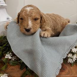 George - Apricot male Poodle puppy in Saint George, Utah from Oodles of Poodles