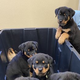 Rottweilers from Bold & Beautiful Rottweilers