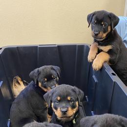 Rottweilers from Bold & Beautiful Rottweilers