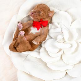 Red - Red  male Goldendoodle puppy in Platteville, Wisconsin from Beck Kennel