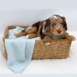 Aussiedoodle Puppies from Silva Ranch Doodles