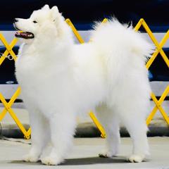 Samoyeds from Skilobear