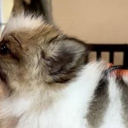 Pomeranians from Cloud9