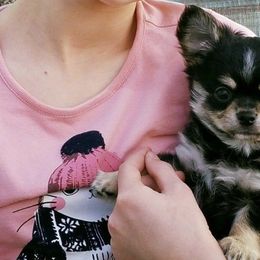 Chihuahuas from Gratom