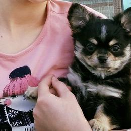 Chihuahuas from Gratom
