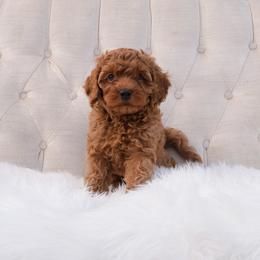 Australian Labradoodle Puppies from New England Labradoodles