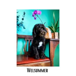 Australian Labradoodle Puppies from Novalie Australian Labradoodles
