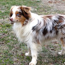 Montana Mama - Miniature Australian Shepherd
