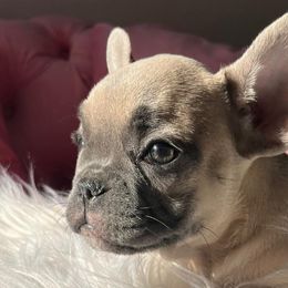 French Bulldogs from Land of French Bulldogs