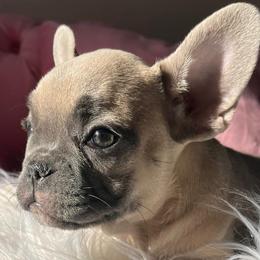 French Bulldogs from Land of French Bulldogs