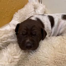 German Shorthaired Pointer and Vizsla Puppies from Big Country Kennels