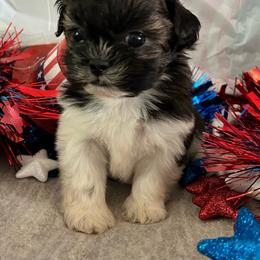 Calypso - Tricolor male Shih Tzu puppy in Denton, Maryland from Little Lions the Shih Tzu Kingdom