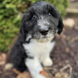 Pink Girl - Black and white female Sheepadoodle puppy in Mc Henry, Maryland from TLC by the Lake Standard Poodle and Doodles