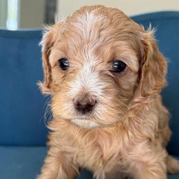 Moonshine - Red female Cavapoo puppy in Yuciapa, California from AlltheDoodlez_