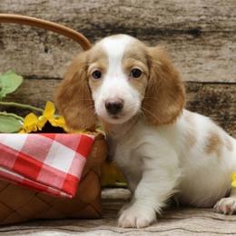 Tucker - Piebald male Dachshund puppy in Sauk Village, Illinois from Midwest Timberland Pups