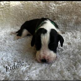 Fiddle - Mantle merle male Great Dane puppy in Liberty, New York from Catskills Greatest Danes