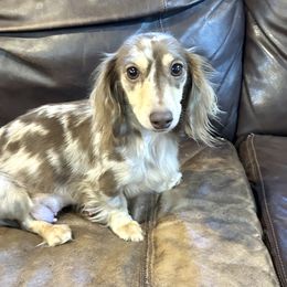 Ziva - Dachshund