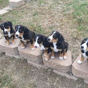 Entlebucher Mountain Dog Puppies from Royal Peak Entlebuchers