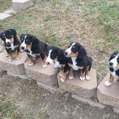 Entlebucher Mountain Dog Puppies from Royal Peak Entlebuchers