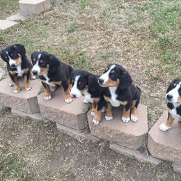 Entlebucher Mountain Dog Puppies from Royal Peak Entlebuchers