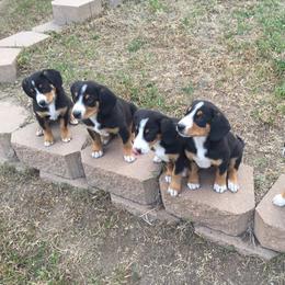 Entlebucher Mountain Dog Puppies from Royal Peak Entlebuchers