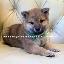 Ken - Red male Shiba Inu puppy in Tualatin, Oregon from Shiba Paradise