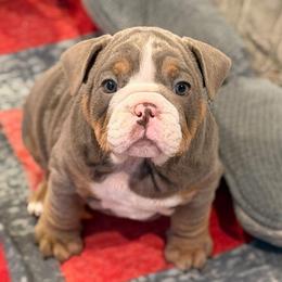 Buffy - Lilac tri-color female Bulldog puppy in Harrisburg, Pennsylvania from Central PA WiggleButts Bulldogs