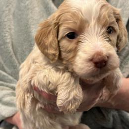 Milky Way - Brown and white female Bernedoodle puppy in Westminster, South Carolina from Goldendoodlepuppiessc