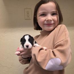 Atlas - Black and white male Border Collie puppy in Ripley, Oklahoma from Adventure5 Border Collies