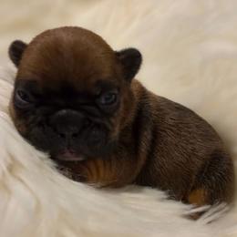 (M2) Tax - Fawn and white male French Bulldog puppy in Springfield, Missouri from #1 Frenchies aka Nokie's Bullies