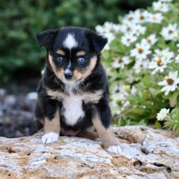 Charlotte - Black tri female Toy Australian Shepherd puppy in Bixby, Oklahoma from Roeboat Aussies