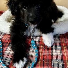 Aengus de La Rive - Black male Pyrenean Shepherd puppy in Ripley, Ohio from La Rive Pyr Sheps LLC