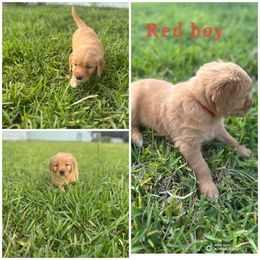 Red Boy - Dark golden male Golden Retriever puppy in Ocala, Florida from Hidden Oaks Golden Retrievers
