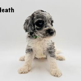 Heath - Merle male Goldendoodle puppy in Milford, Pennsylvania from Doodles Are Golden