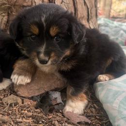 Dano - Black tri male Miniature Australian Shepherd puppy in North Lakeport, California from Akins Aussies/Wild Rose Ranch