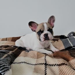 Ozzy - White and fawn male French Bulldog puppy in Utah from Perfect Fit Frenchies