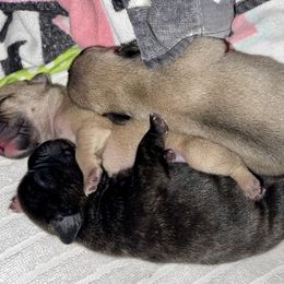 French Bulldog Puppies from A Pair of Ears