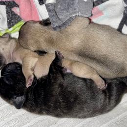 French Bulldog Puppies from A Pair of Ears