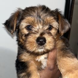 Lucy - Merle female Yorkipoo puppy in Shelby, North Carolina from Precious pups dynasty kennel
