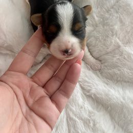 Biewer Terrier Puppies from Petit Bijou