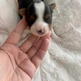 Biewer Terrier Puppies from Petit Bijou