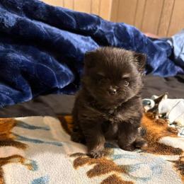 Kit - Black female Pomeranian puppy in Denver, Colorado from Tiny Tornado Poms