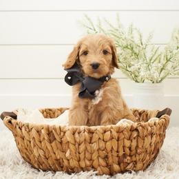 Scar - Black collar - Apricot male Goldendoodle puppy in Arlington, Washington from Anderson Goldendoodles
