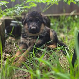 Bexley - Black and red female German Shepherd puppy in Veneta, Oregon from H German Shepherds